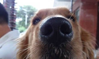 狗狗犬瘟的初期癥狀有哪些