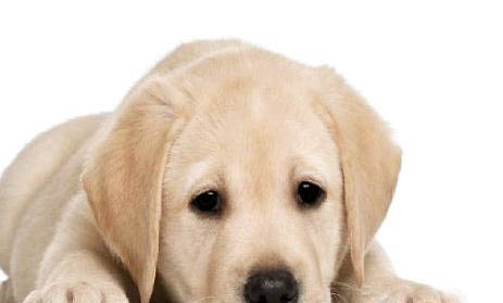 適合家養的大型犬有哪些?