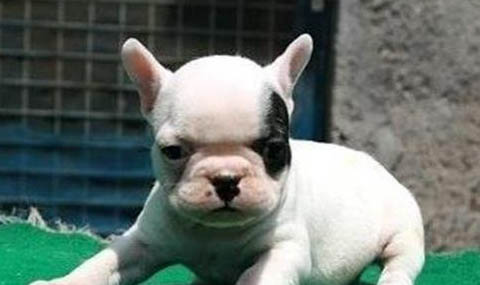 法國斗牛犬多大可以斷奶