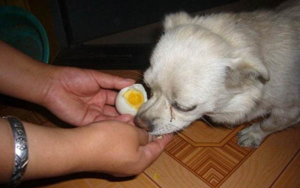 狗狗不吃飯是什么原因?