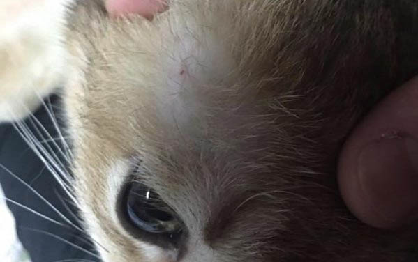 貓咪中毒多久會(huì)死亡