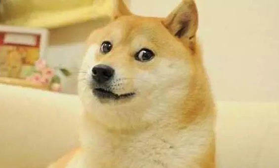 柴犬聽話嗎