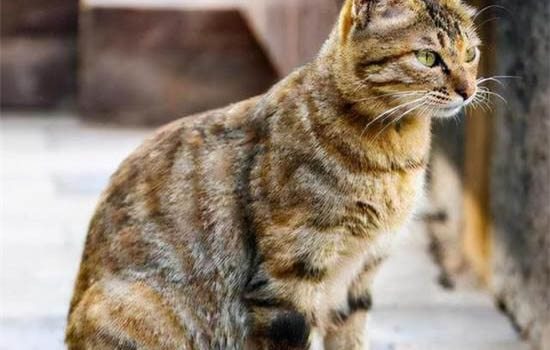 貓咪打狂犬疫苗注意事項