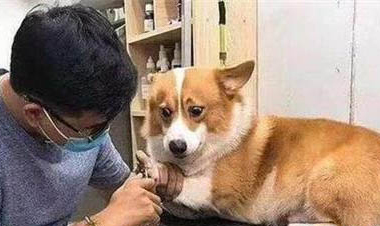 小狗得了犬瘟和細(xì)小還能活多久?