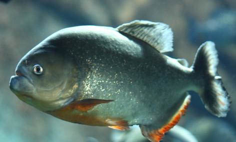 熱帶魚生小魚前有什么征兆啊