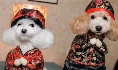 狗狗細小可以吃東西嗎?