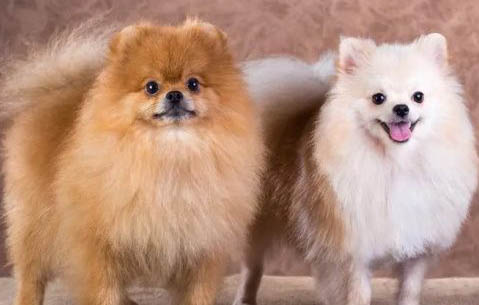 茶杯犬和博美犬哪個(gè)好養(yǎng)