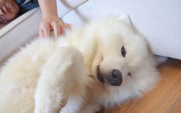 治療狗狗感冒中暑的方法