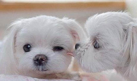 三個(gè)月法斗幼犬打噴嚏流鼻涕吃什么感冒藥