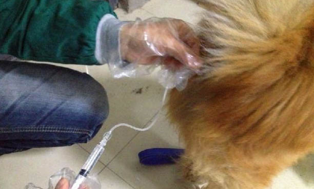 狗狗腦震蕩多久恢復正常