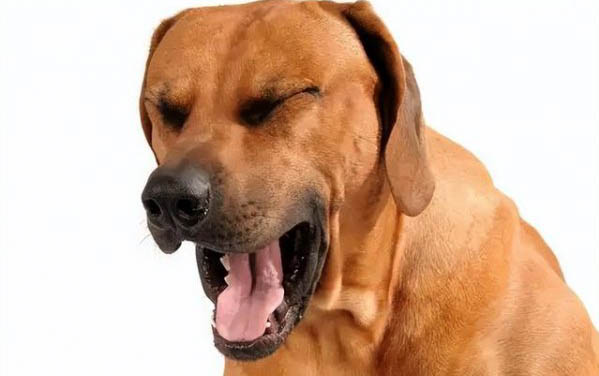 狗狗為什么會吃草呢怎么回事