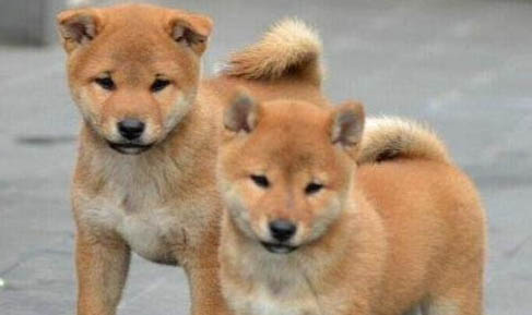 中華田園犬土狗買錢多少錢一只