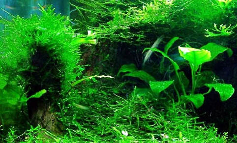 魚缸里養(yǎng)草魚能活嗎