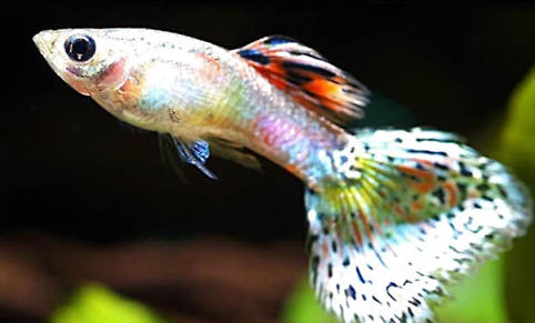 用打氣筒能給魚缸增氧嗎