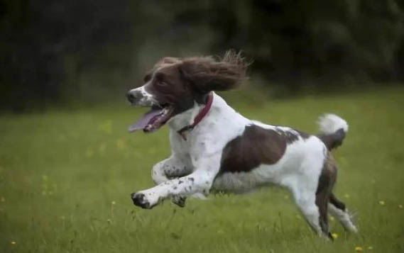 狗狗犬瘟后遺癥點頭還能活多久