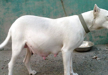 杜高犬性格以及好不好養(yǎng)