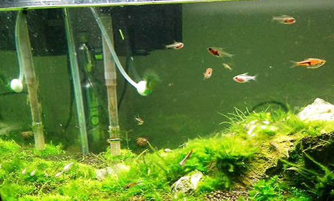 魚缸養褐藻需要怎樣處理