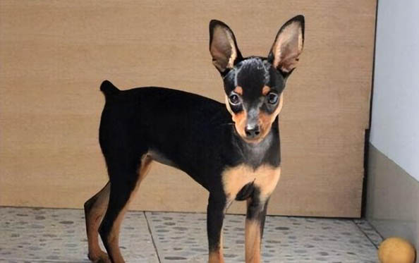 吉娃娃和小鹿犬哪個好養