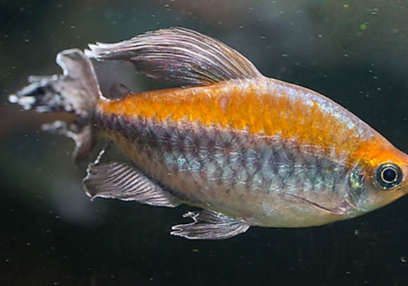 觀賞魚熱帶魚可以吃嗎
