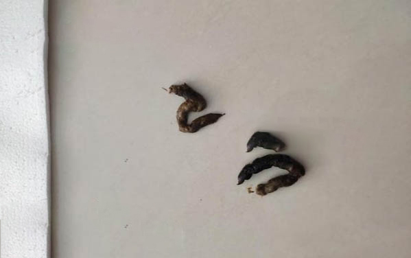 小狗總是亂拉屎拉尿怎么辦