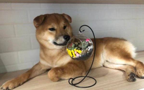 給柴犬取名的注意事項(xiàng)