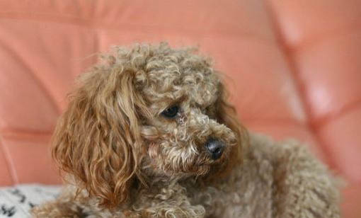 貴賓犬什么顏色