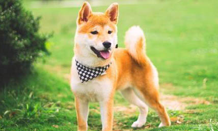 柴犬和秋田犬哪個(gè)好養(yǎng)