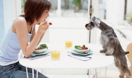 狗狗感染冠狀病毒要禁食多久？