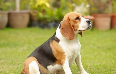 安靜不擾民的小型犬有哪些