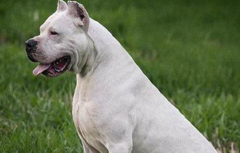 杜高犬性格是什么