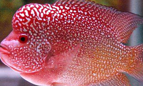 羅漢魚養什么顏色好看