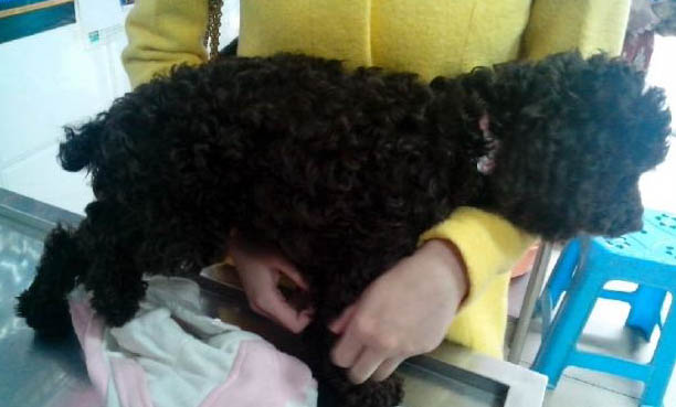 狗狗為什么扒窩