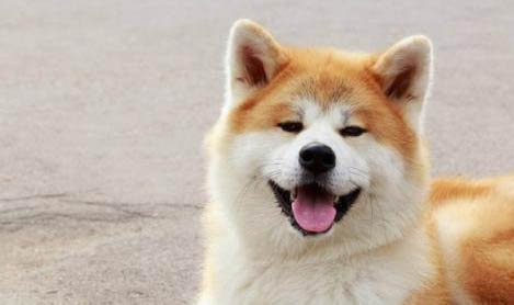 如何挑選秋田犬幼犬
