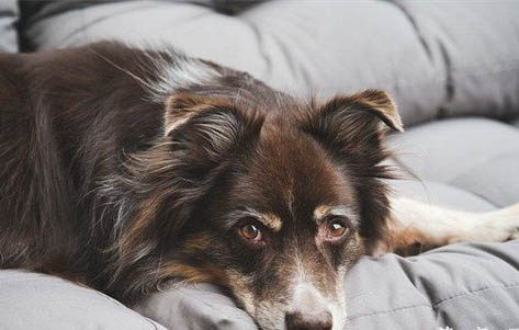 狗狗細小病毒多久能消滅