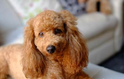 犬細(xì)小病毒是怎么引起的