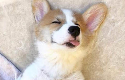 犬瘟熱用什么藥好得快