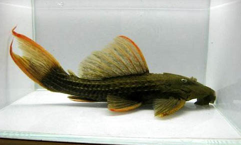 黃金達摩異型魚好養嗎