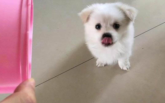 狗狗得耳螨半個月了多久能好