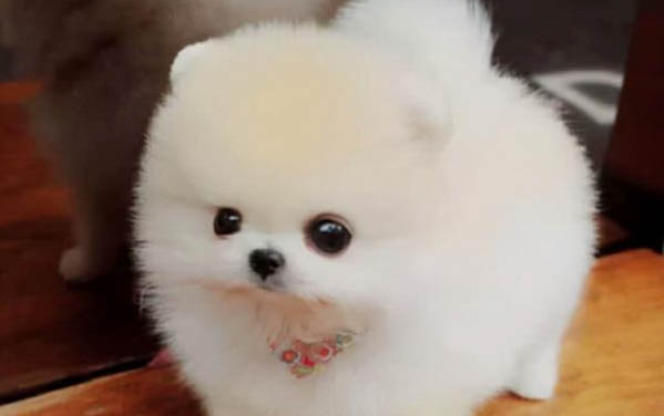 如何照顧生病的幼犬