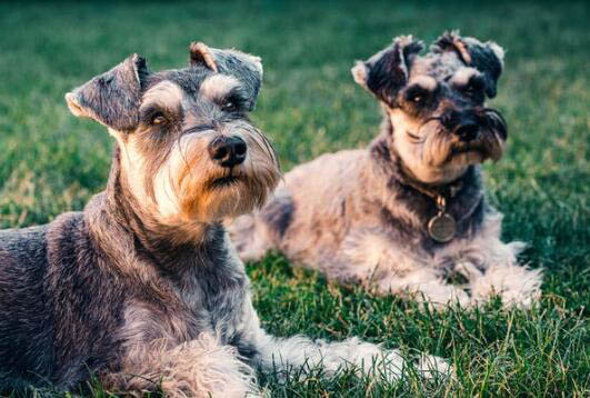 拉布拉多幼犬被打會不會記仇