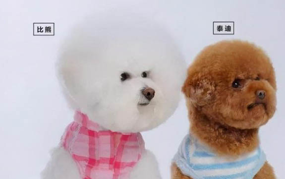 幼犬在籠子里一直叫怎么辦
