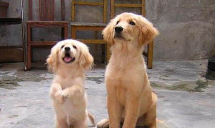 金毛70斤成犬—天吃多少狗糧