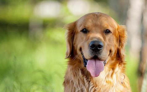 金毛犬也有等級順位?