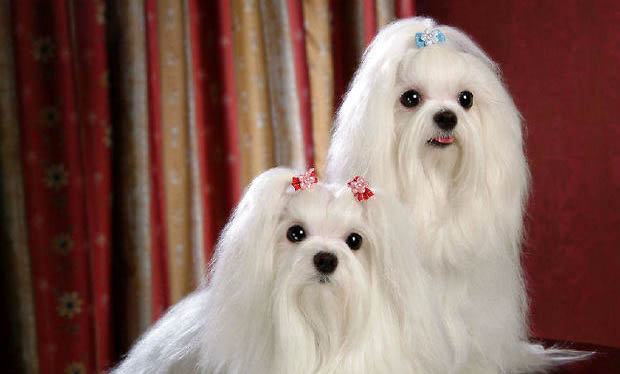 西施犬智商相當(dāng)于幾歲孩子智商