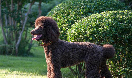 巨貴犬好養(yǎng)嗎?