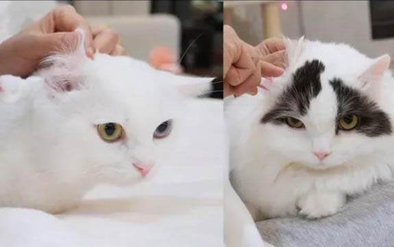 小貓感冒打噴嚏流鼻涕吃什么藥