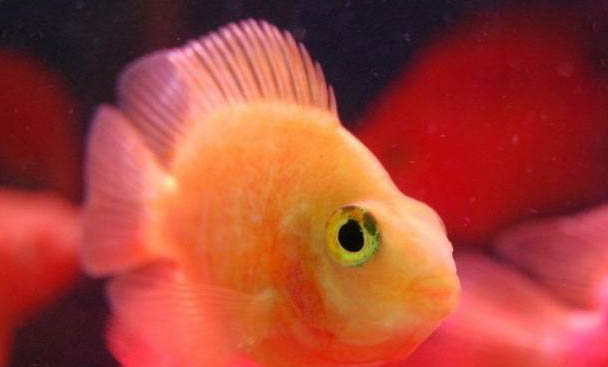 新魚缸養水幾天能養魚