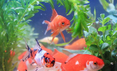 金魚(yú)不換水能活多久