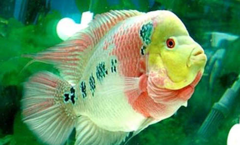 羅漢魚起頭的三個階段飼養注意事項