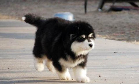 巨型阿拉斯加犬幼犬多少錢一只